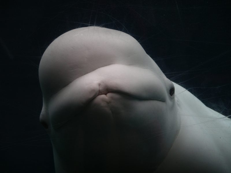 beluga whale